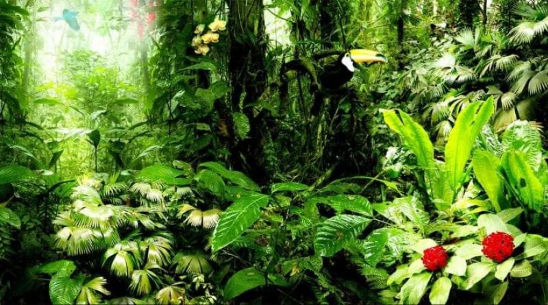 Тропические леса: что это такое?
