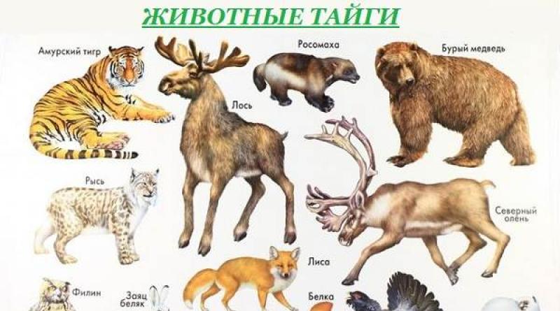 Описание и особенности животных тайги