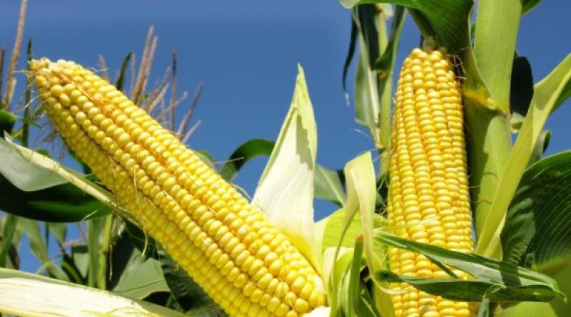 Corn: characteristics, types, description, biological features