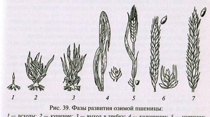 Features of growing winter wheat