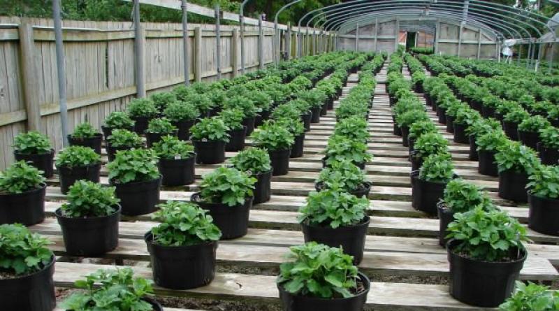 Plant propagation methods