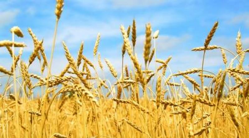 Business plan for growing wheat: learning to work for yourself