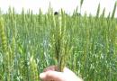 Winter wheat: cultivation, processing and varieties