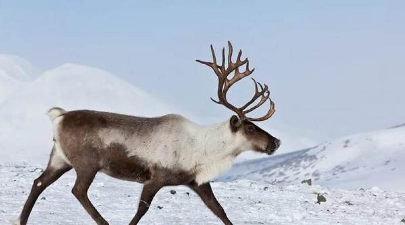 Animals of the tundra